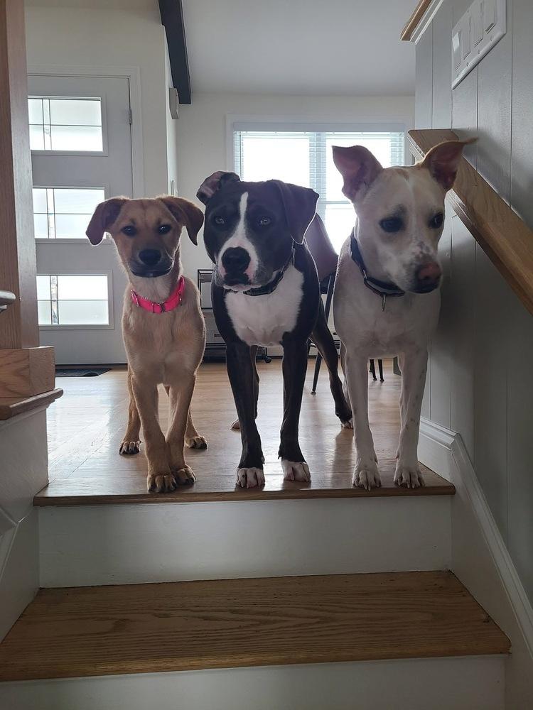 Enlarge Willow Woodland, a Adoptable mixed breed in Saugus, MA image 1/5