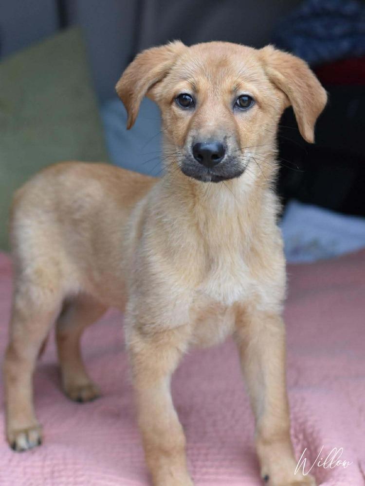 Willow Woodland, a Adoptable mixed breed in Saugus, MA image 1/6