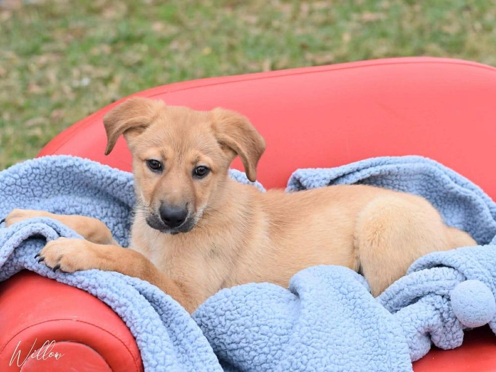 Willow Woodland thumbnail 2