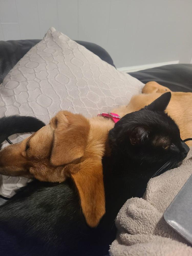 Enlarge Willow Woodland, a Adoptable mixed breed in Saugus, MA image 2/5