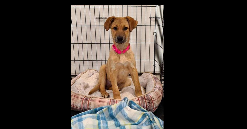 Willow Woodland, a Adoptable mixed breed in Saugus, MA image 2/6