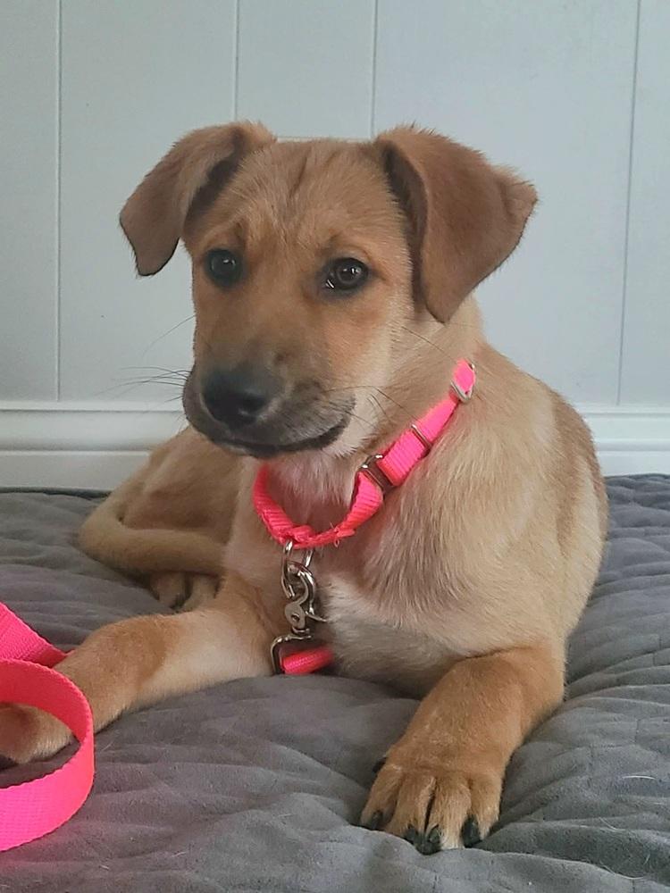 Willow Woodland, a Adoptable mixed breed in Saugus, MA image 3/6