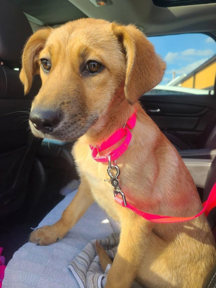 Willow Woodland, a Adoptable mixed breed in Saugus, MA image 4/6