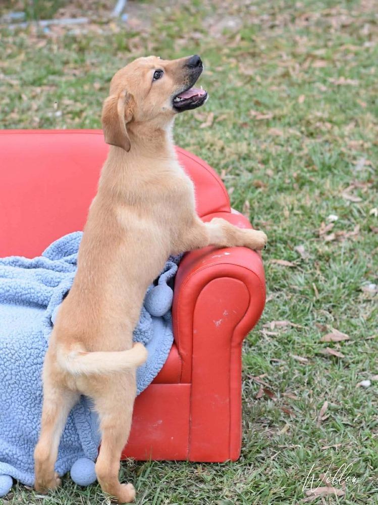 Willow Woodland thumbnail 4