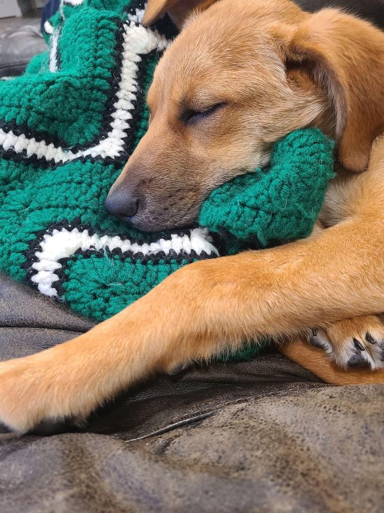 Enlarge Willow Woodland, a Adoptable mixed breed in Saugus, MA image 4/5