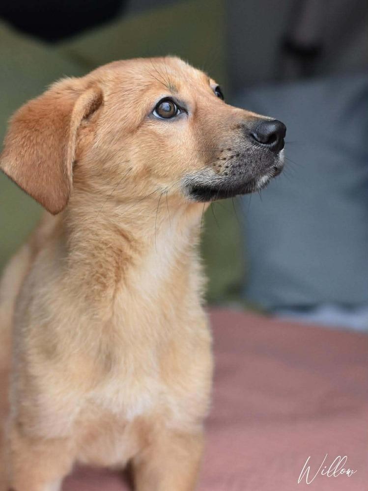 Willow Woodland thumbnail 5