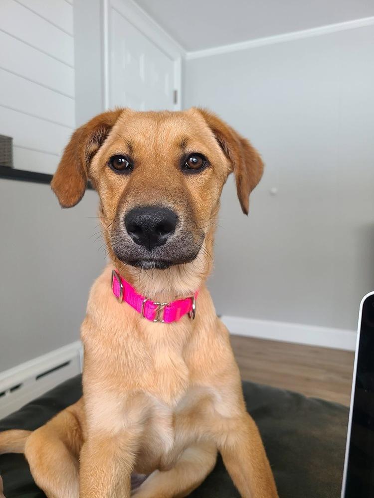 Enlarge Willow Woodland, a Adoptable mixed breed in Saugus, MA image 5/5