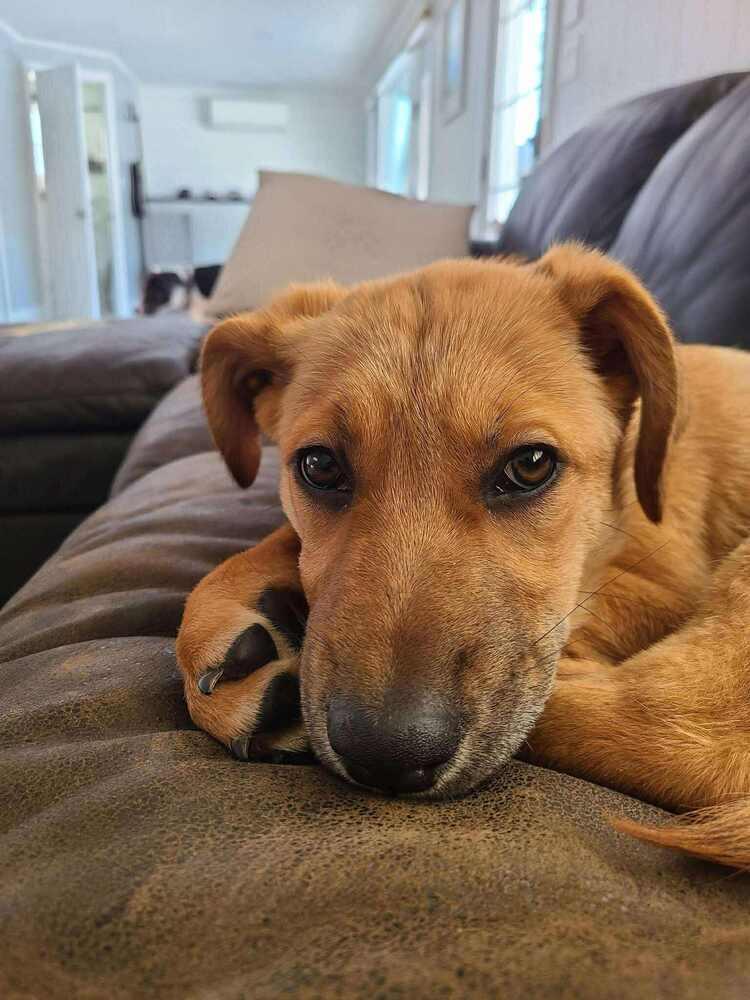 Willow Woodland, a Adoptable mixed breed in Saugus, MA image 5/6