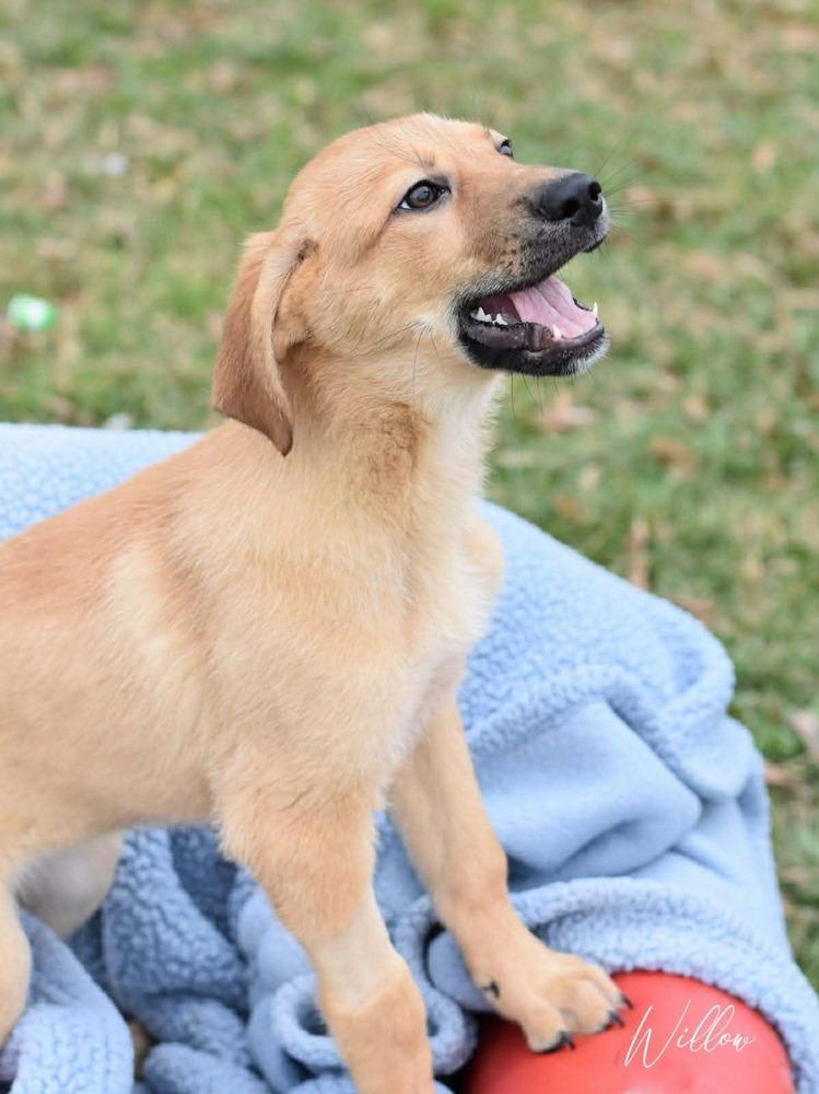 Willow Woodland, a Adoptable mixed breed in Saugus, MA image 6/6