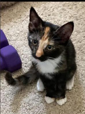 Cinnemon, Adoptable, Young Female Domestic Short Hair.