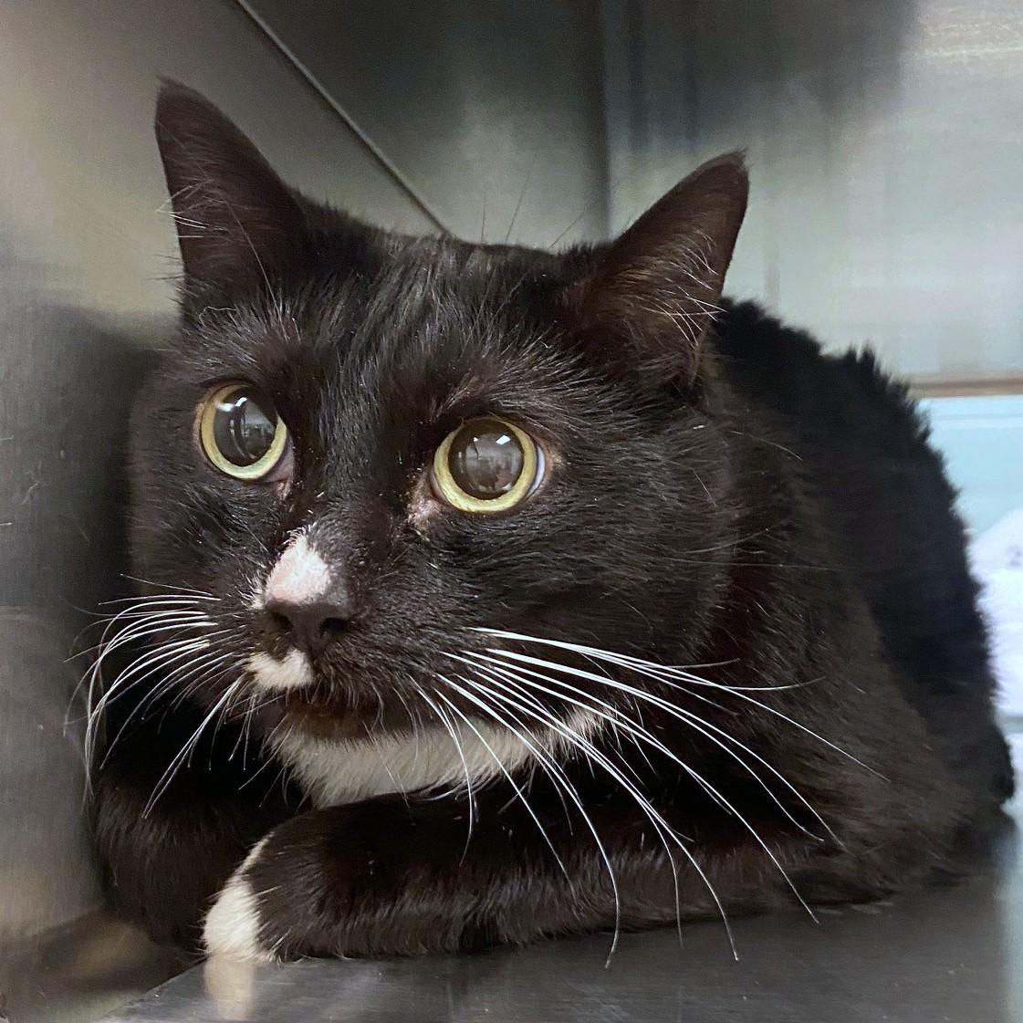 Enlarge Bella A125720, an adoptable Tuxedo in Plano, TX image 2/2