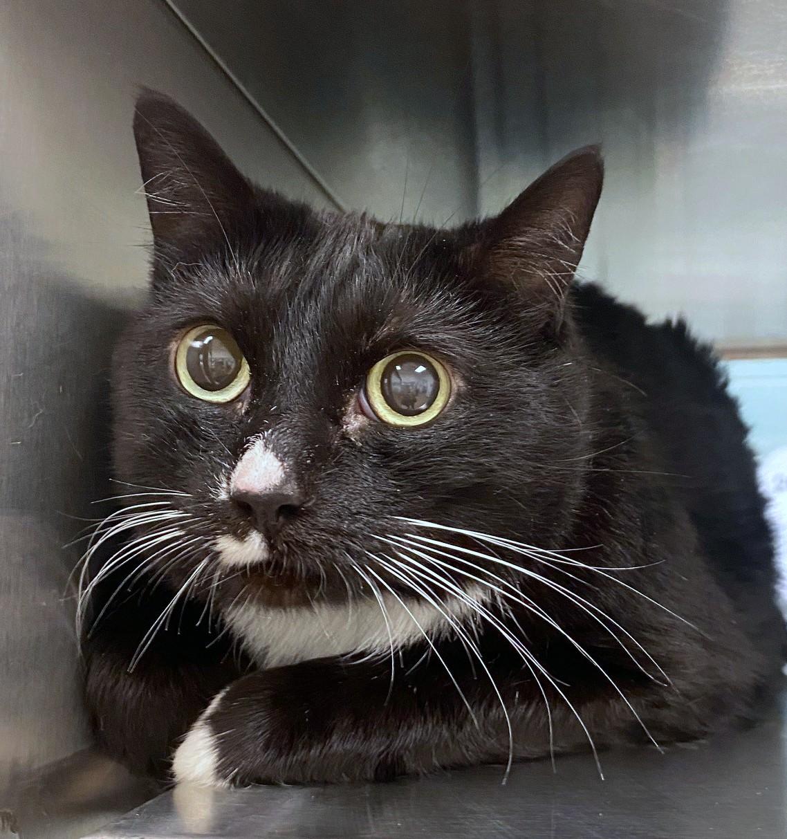 Enlarge Bella A125720, an adoptable Tuxedo in Plano, TX image 1/2