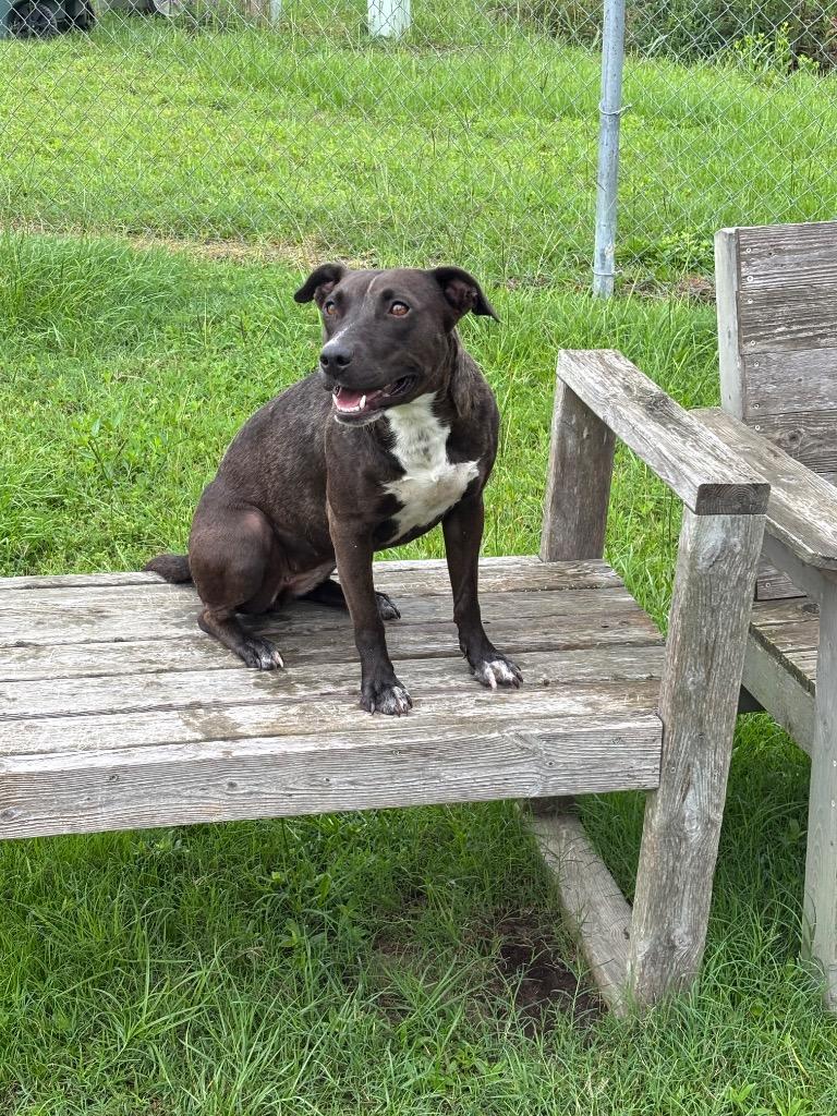 Enlarge Chloe, a Adoptable mixed breed in Metter, GA image 1/1