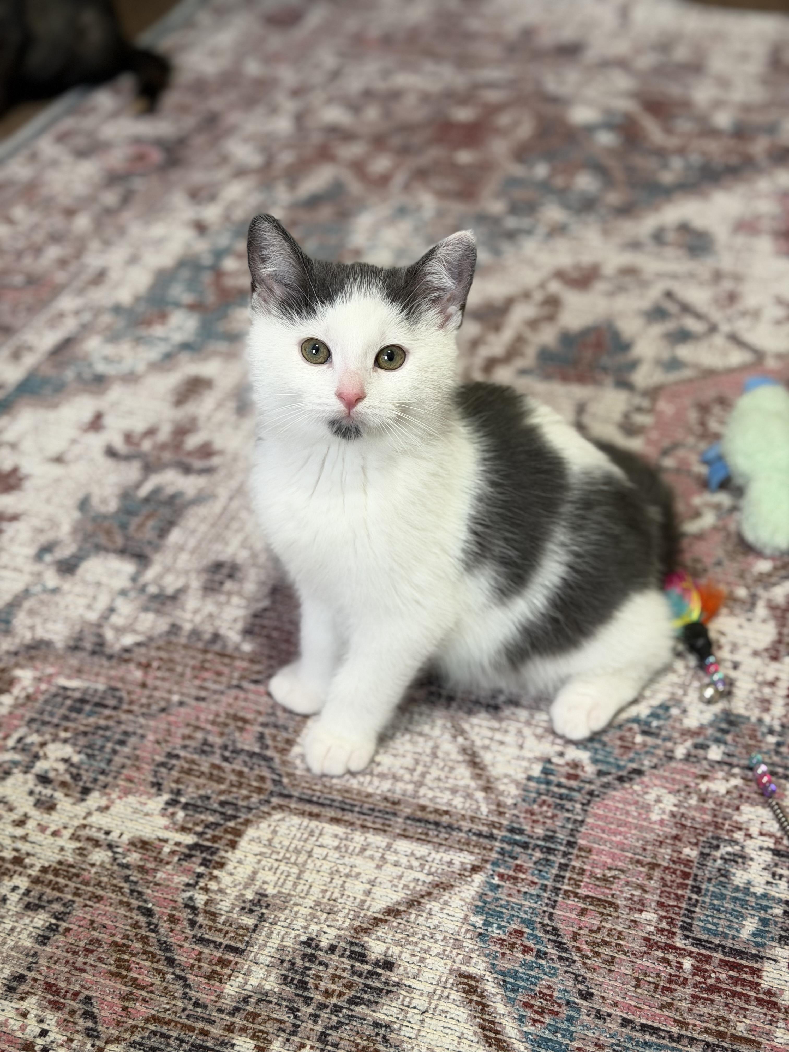 Phil, ADOPTABLE, Kitten Male Domestic Medium Hair.