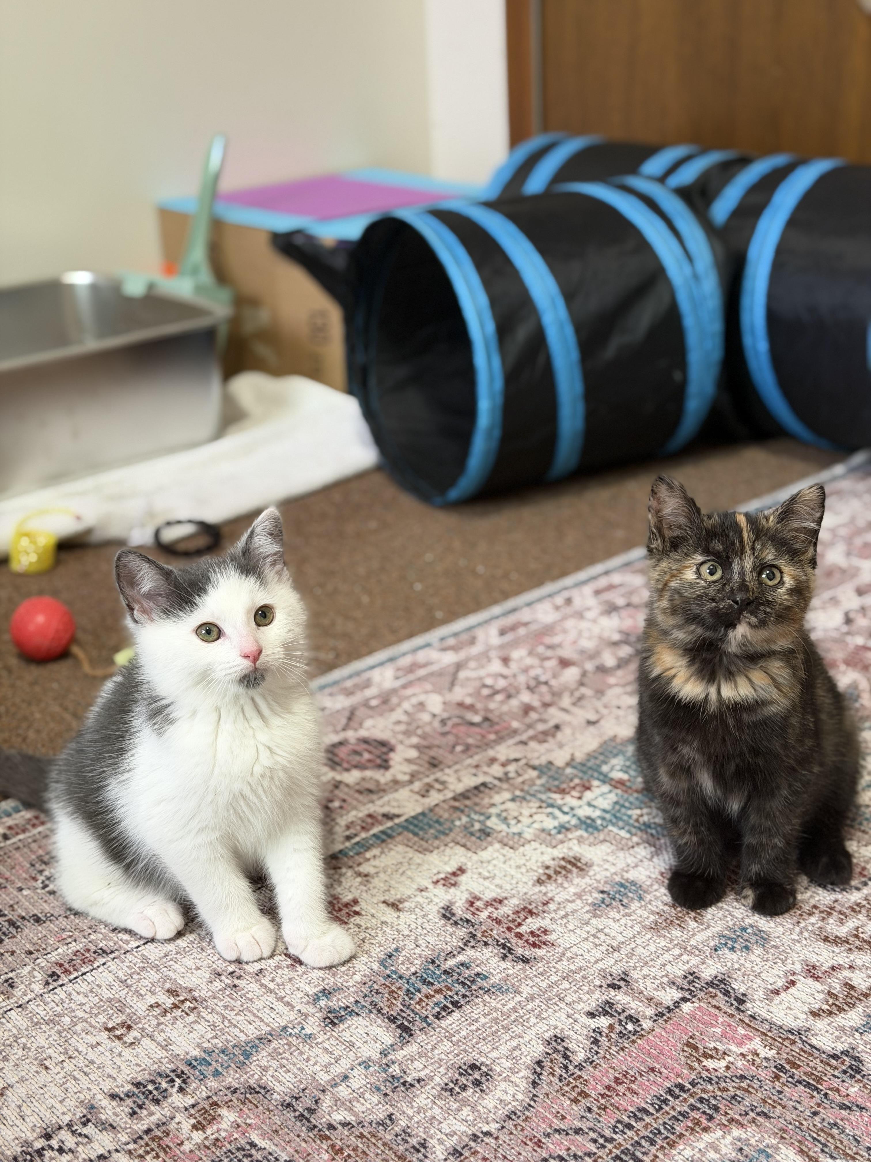 Phil, a ADOPTABLE Domestic Medium Hair in Macomb, MI image 2/4