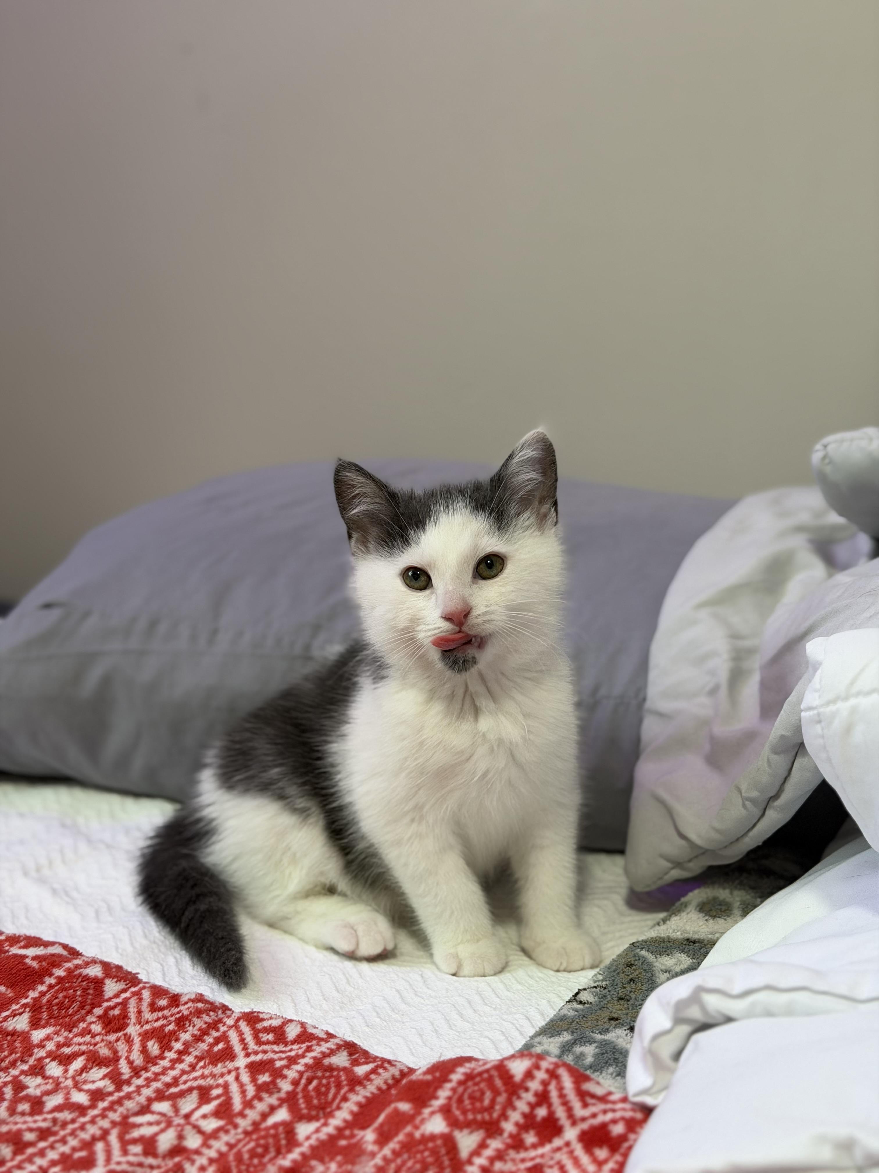 Phil, a ADOPTABLE Domestic Medium Hair in Macomb, MI image 3/4