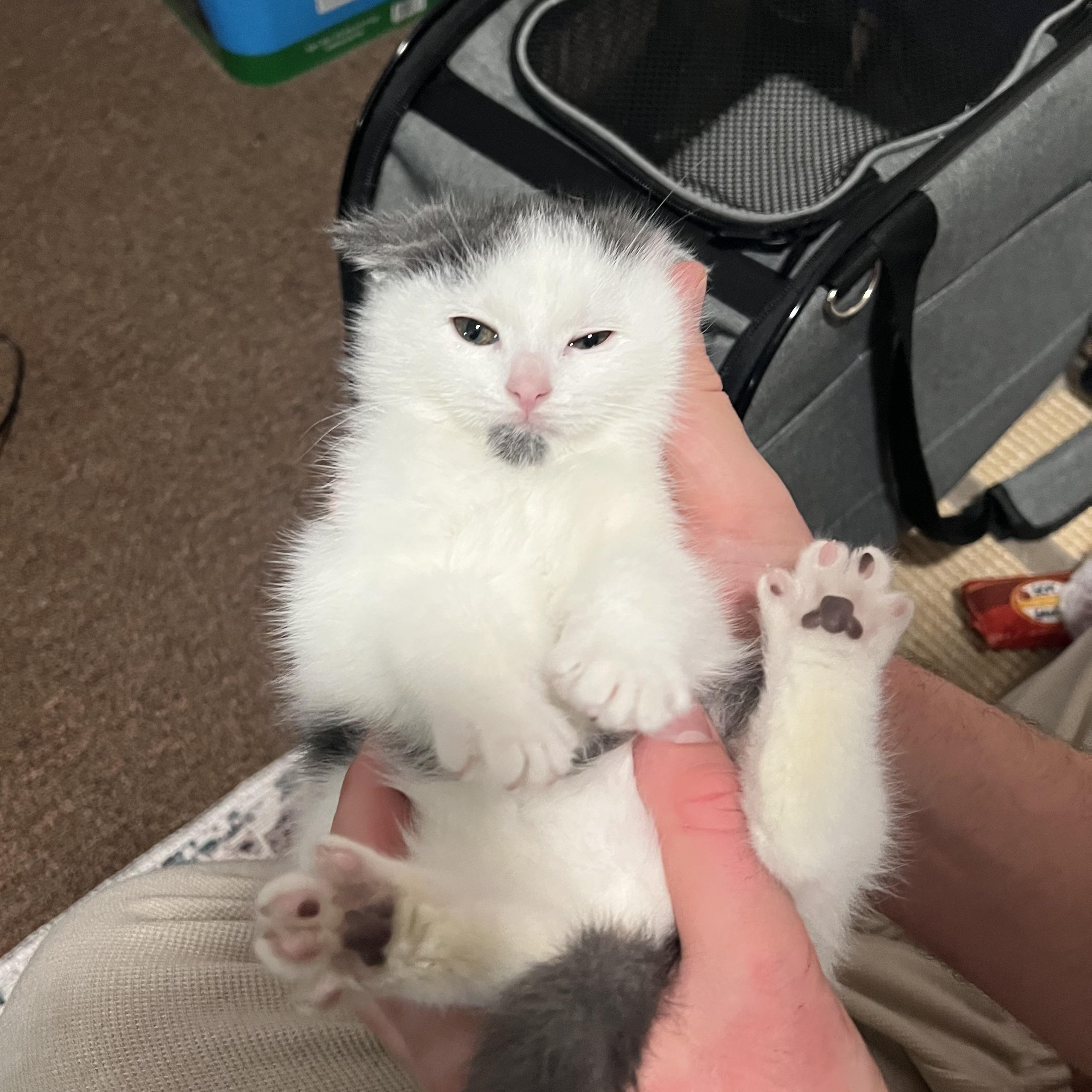 Phil, a ADOPTABLE Domestic Medium Hair in Macomb, MI image 4/4