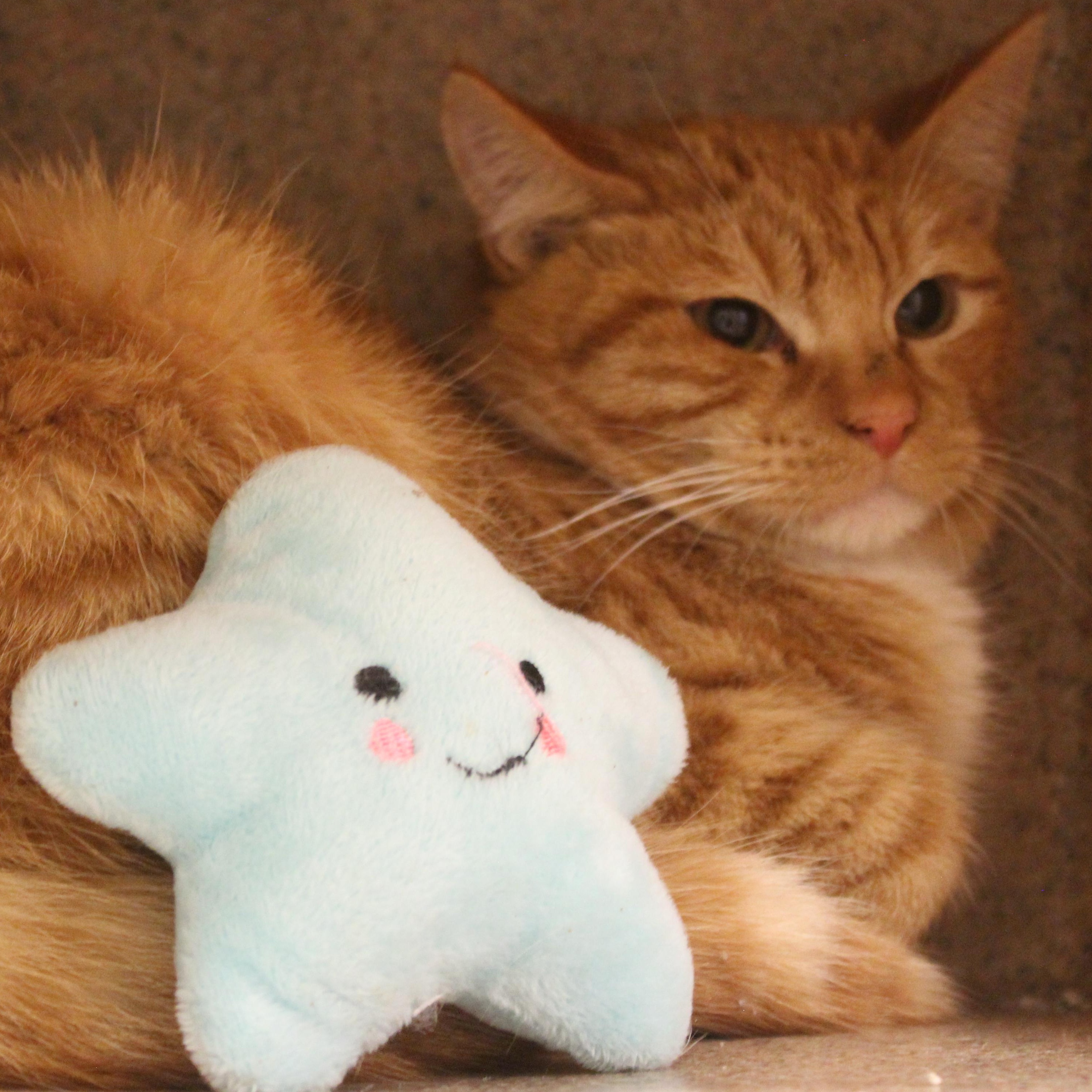 Kevin, an adopted Domestic Medium Hair in Yucca Valley, CA image 1/2