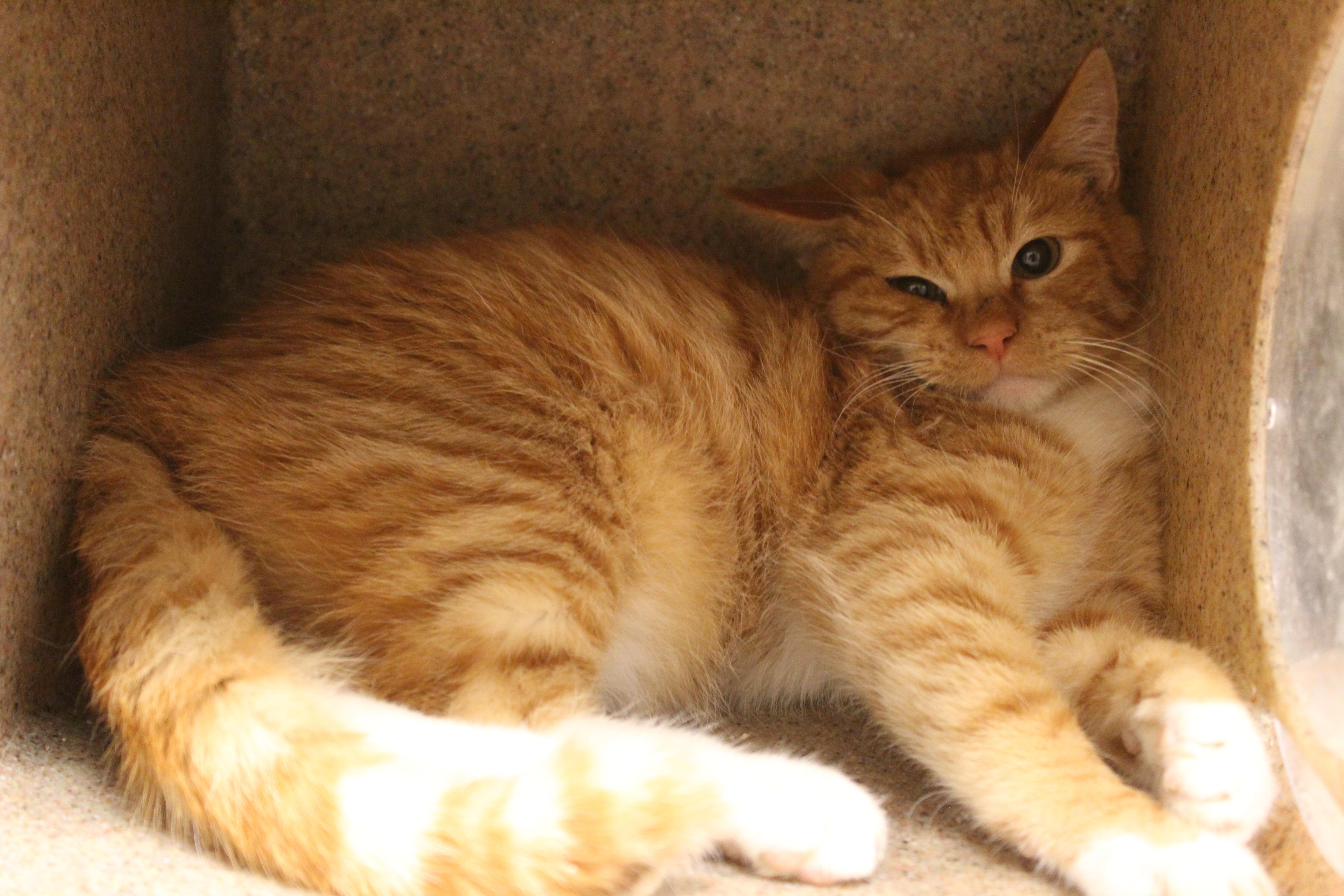 Kevin, an adopted Domestic Medium Hair in Yucca Valley, CA image 2/2