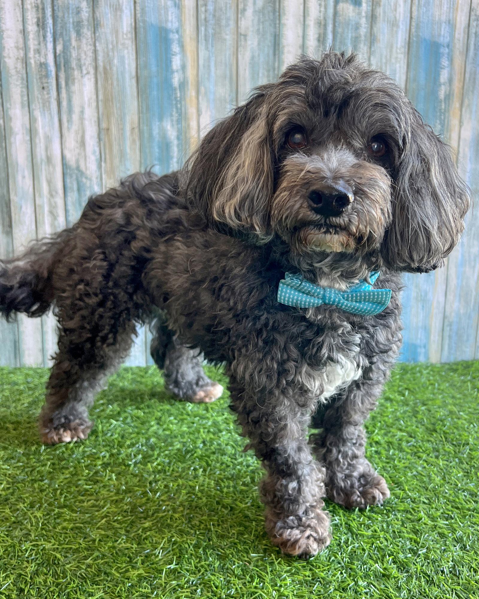Modelo, Adopted, Senior Male Lhasa Apso.