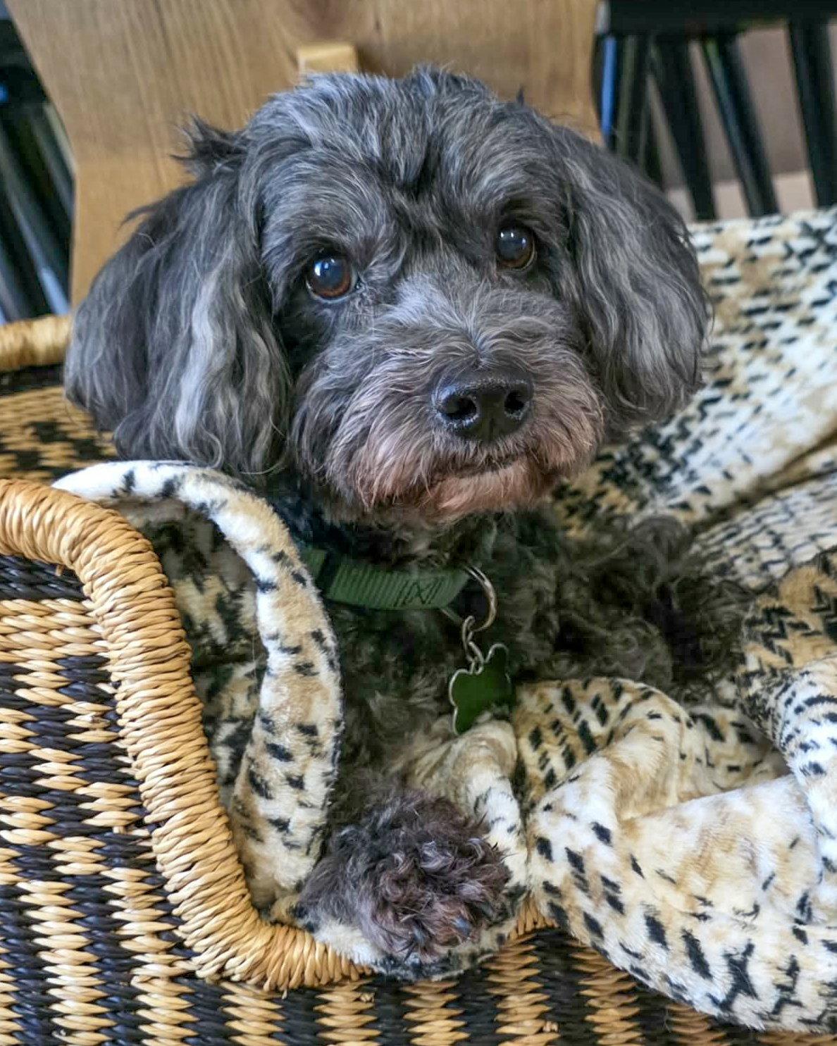 Modelo, a Adopted Lhasa Apso in Corona, CA image 3/3