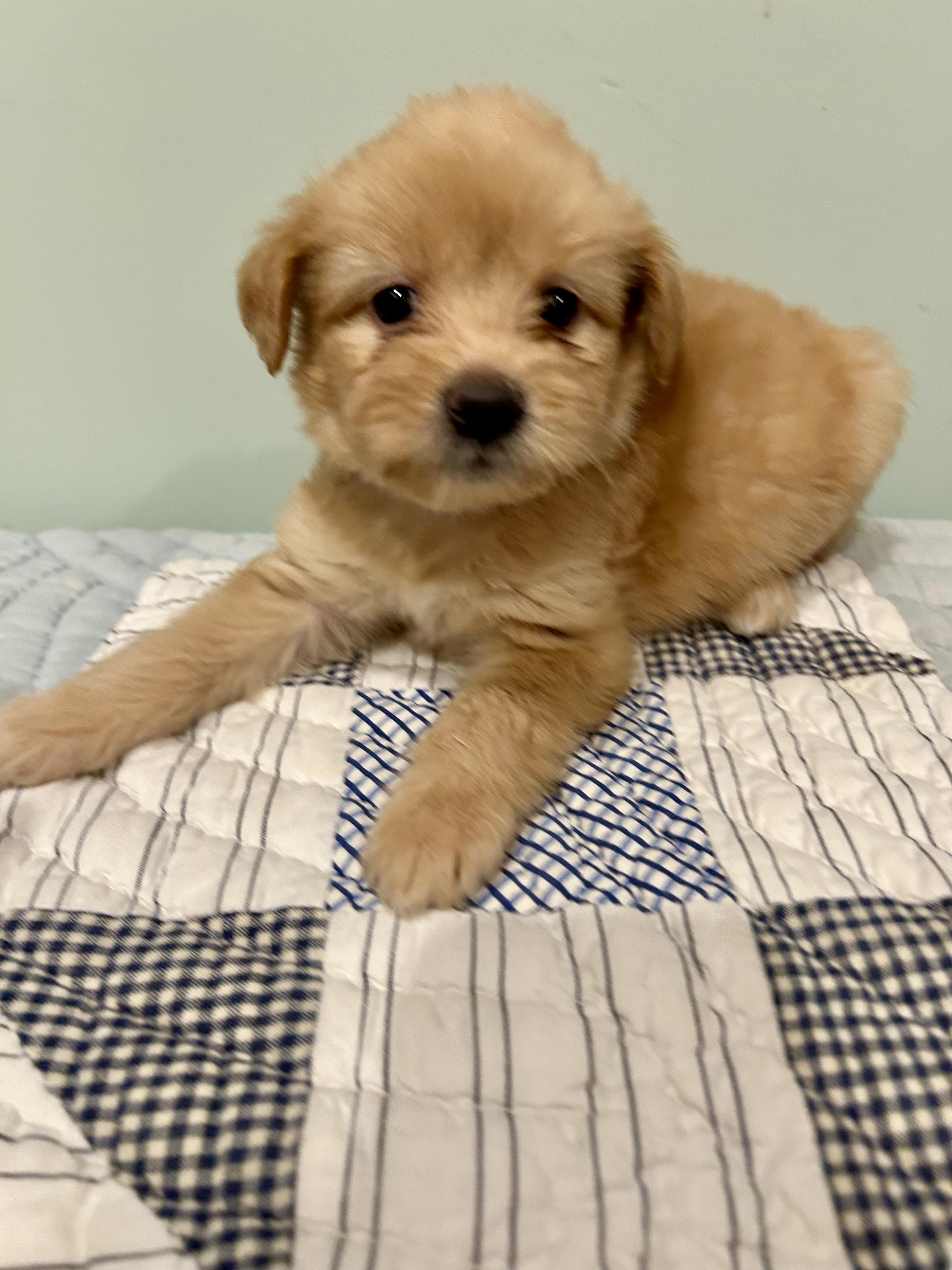 Missy, Adopted, Puppy Female Maltese.