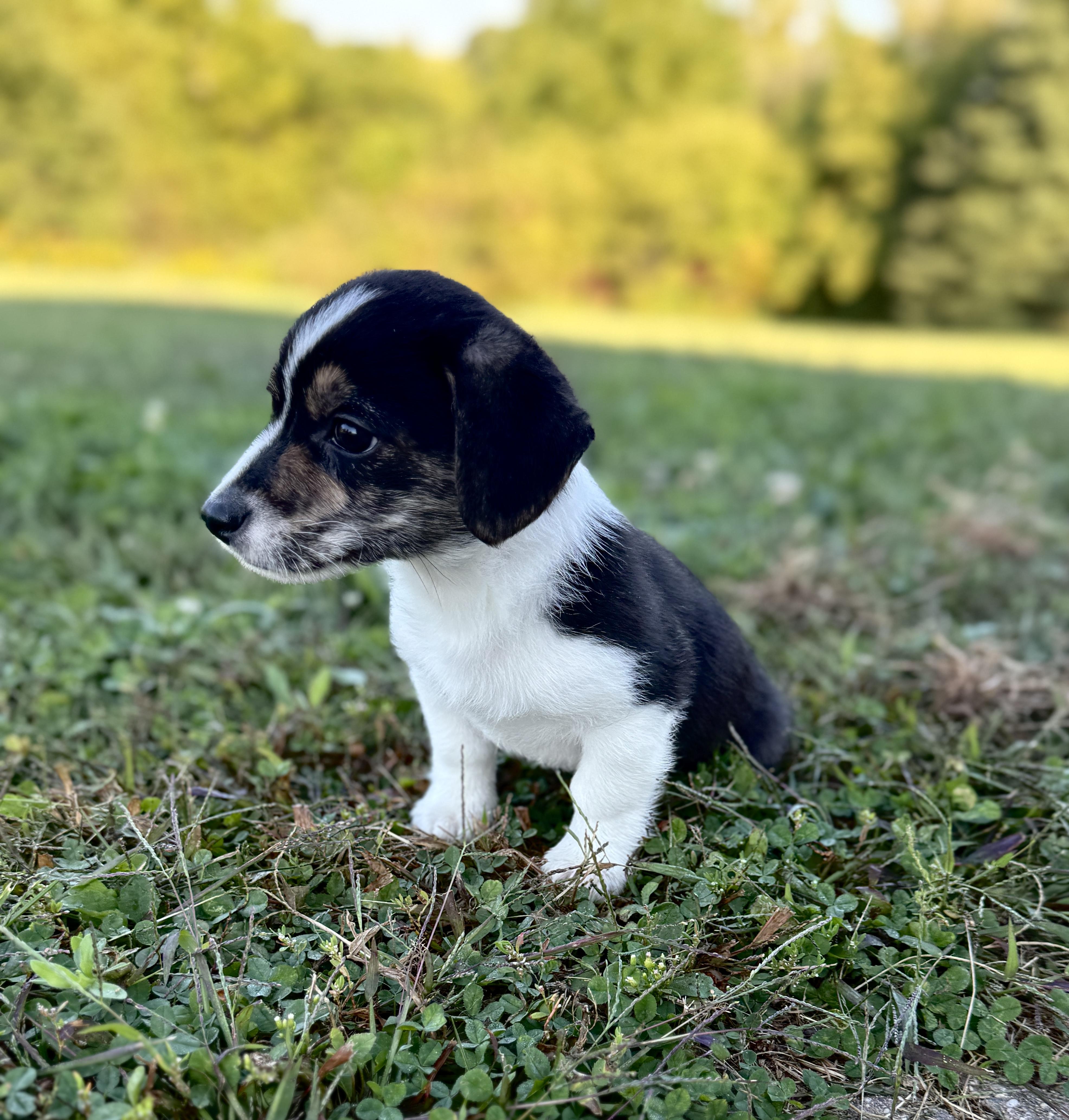 Einstein
