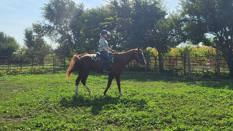 Enlarge Annie, a Adoptable Quarterhorse in Scotland, SD image 1/6