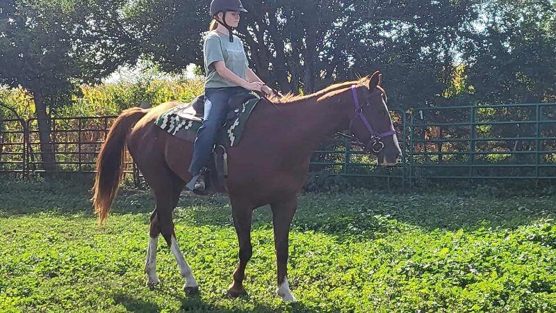 Enlarge Annie, a Adoptable Quarterhorse in Scotland, SD image 2/6
