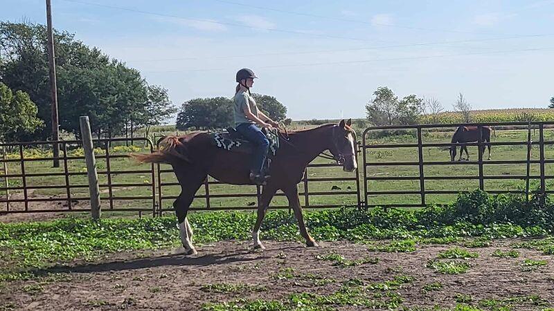 Enlarge Annie, a Adoptable Quarterhorse in Scotland, SD image 3/6