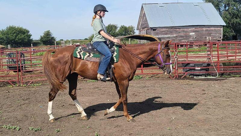 Enlarge Annie, a Adoptable Quarterhorse in Scotland, SD image 4/6