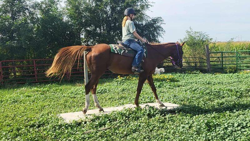 Enlarge Annie, a Adoptable Quarterhorse in Scotland, SD image 5/6