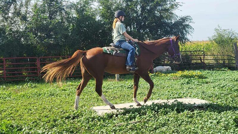 Enlarge Annie, a Adoptable Quarterhorse in Scotland, SD image 6/6