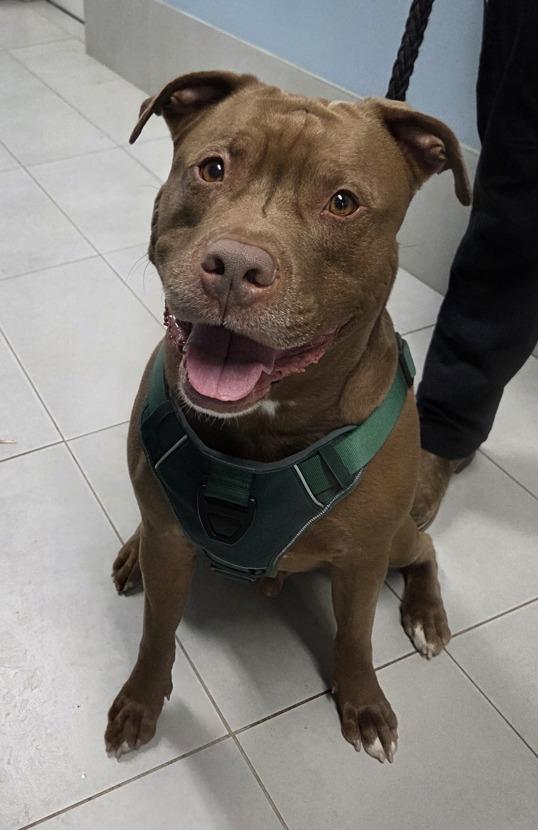 Enlarge Bronson, a ADOPTABLE mixed breed in Keswick, ON image 2/2