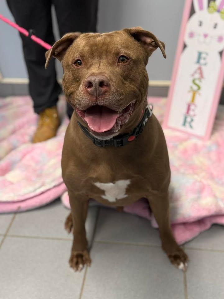 Bronson, ADOPTABLE, Adult Male American Bulldog.