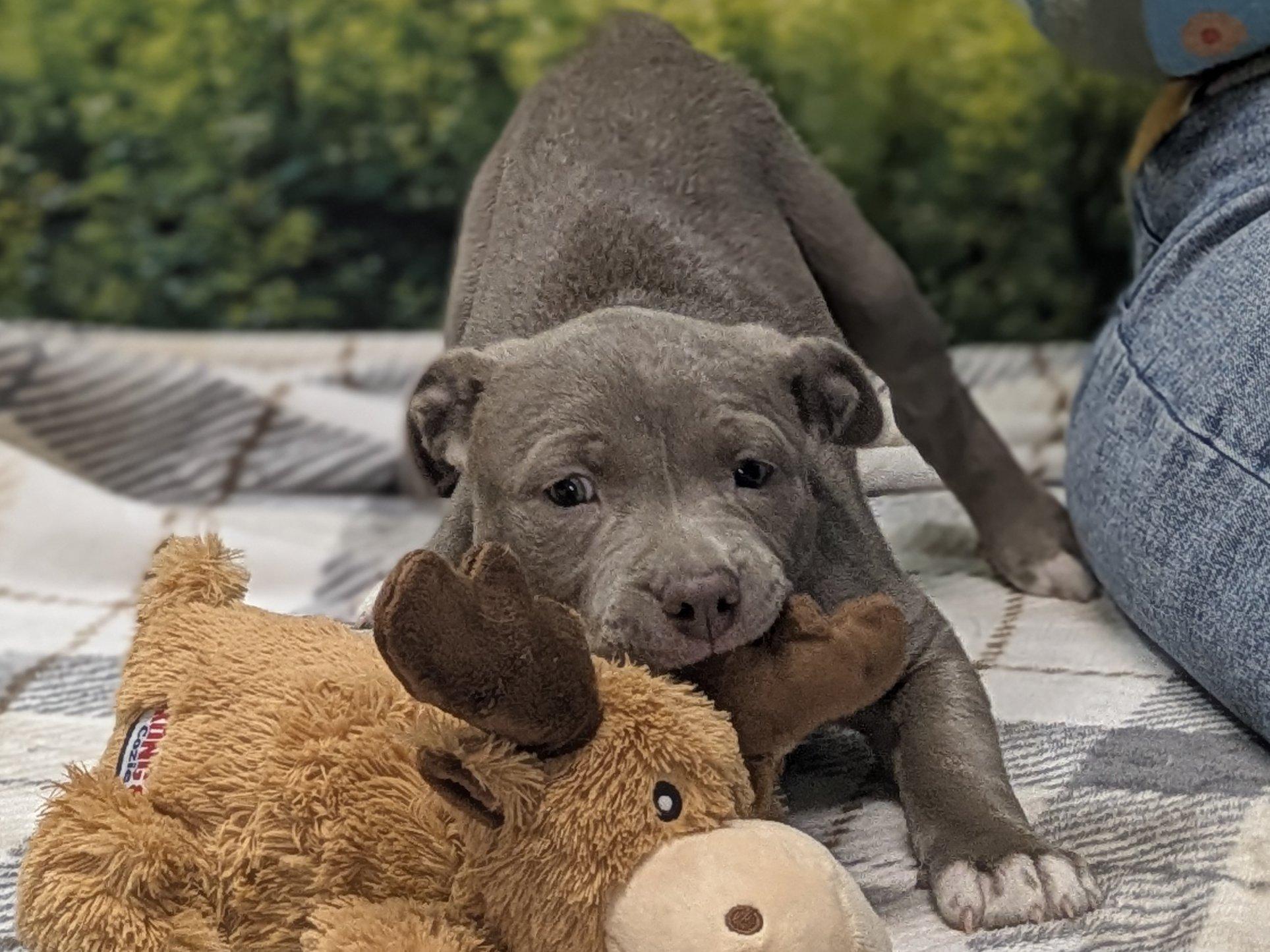 Enlarge Caterina, an adopted mixed breed in Republic, WA image 3/6