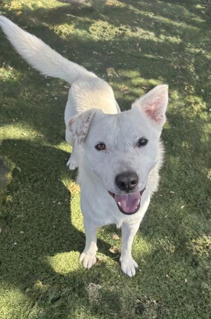 Enlarge Benedict, a ADOPTABLE mixed breed in Red Bluff, CA image 4/5