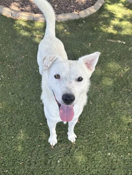Enlarge Benedict, a ADOPTABLE mixed breed in Red Bluff, CA image 2/5