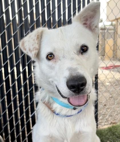 Benedict, ADOPTABLE, Young Male Border Collie.