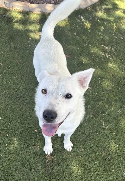 Enlarge Benedict, a ADOPTABLE mixed breed in Red Bluff, CA image 5/5