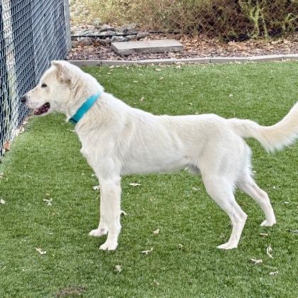 Enlarge Benedict, a ADOPTABLE mixed breed in Red Bluff, CA image 3/5
