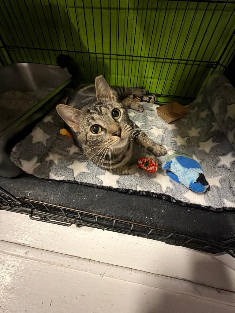 Enlarge Duck, a Adoptable mixed breed in Lancaster, PA image 1/1