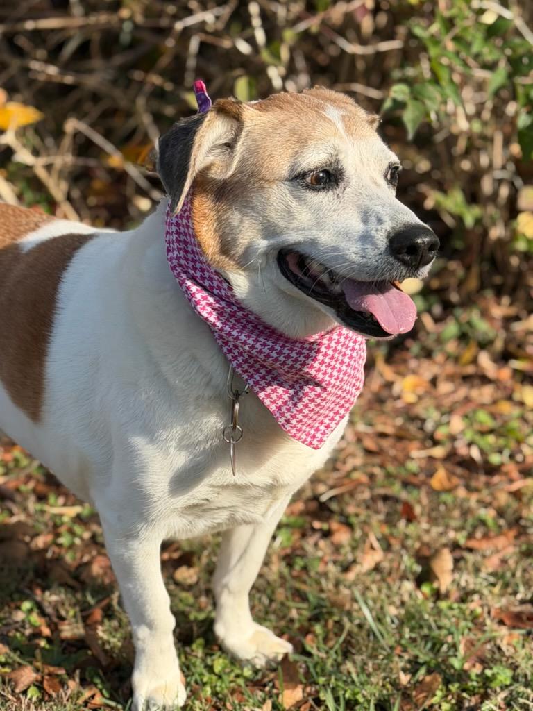 Sugar, a Adoptable mixed breed in Maryville, TN image 4/6