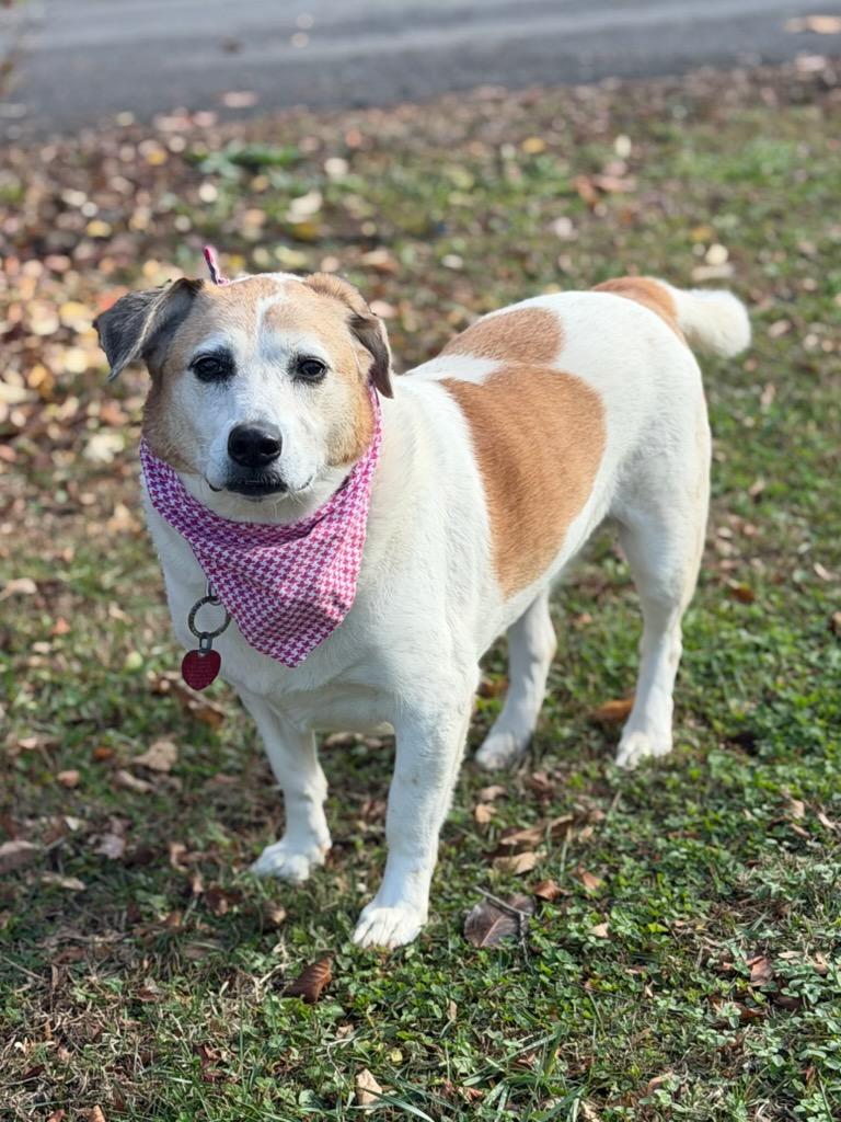 Sugar, a Adoptable mixed breed in Maryville, TN image 3/6