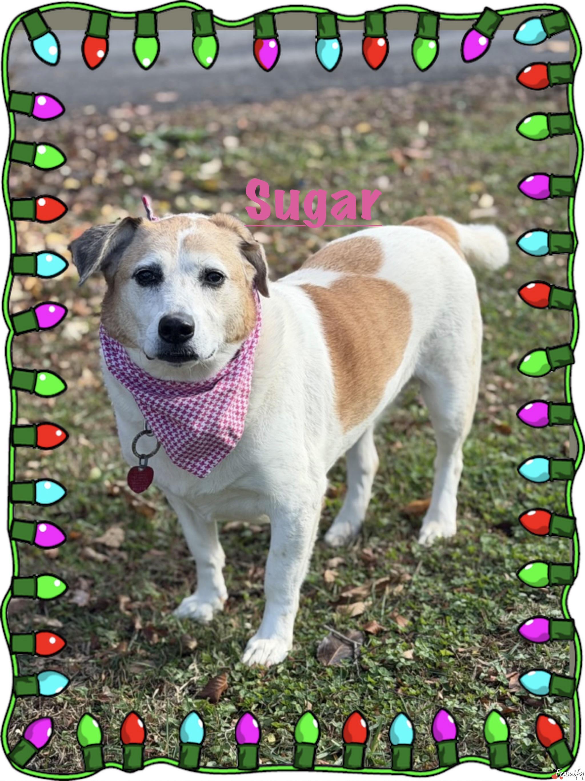Enlarge Sugar, a Adoptable mixed breed in Maryville, TN image 2/6