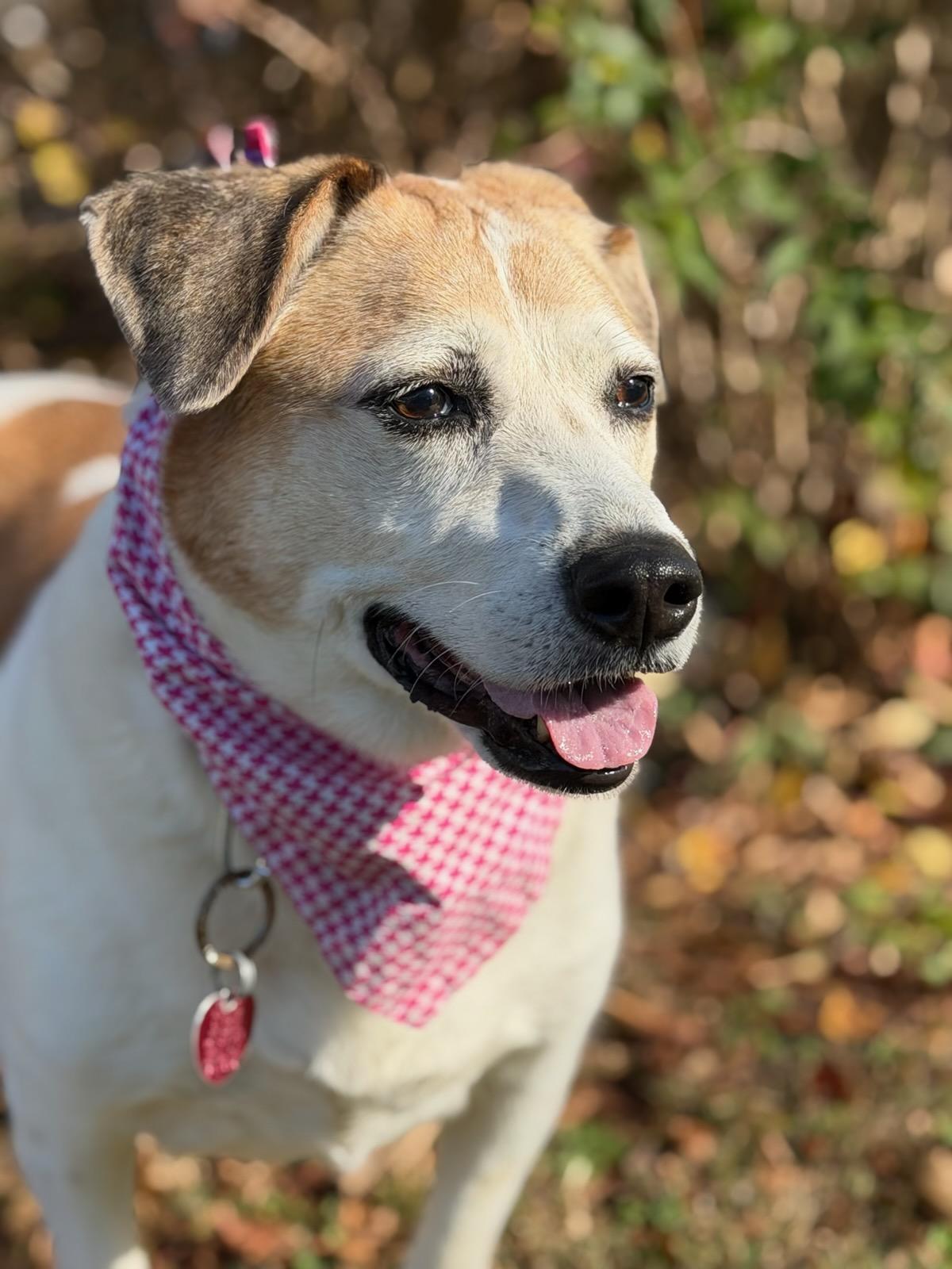 Sugar, a Adoptable mixed breed in Maryville, TN image 5/6