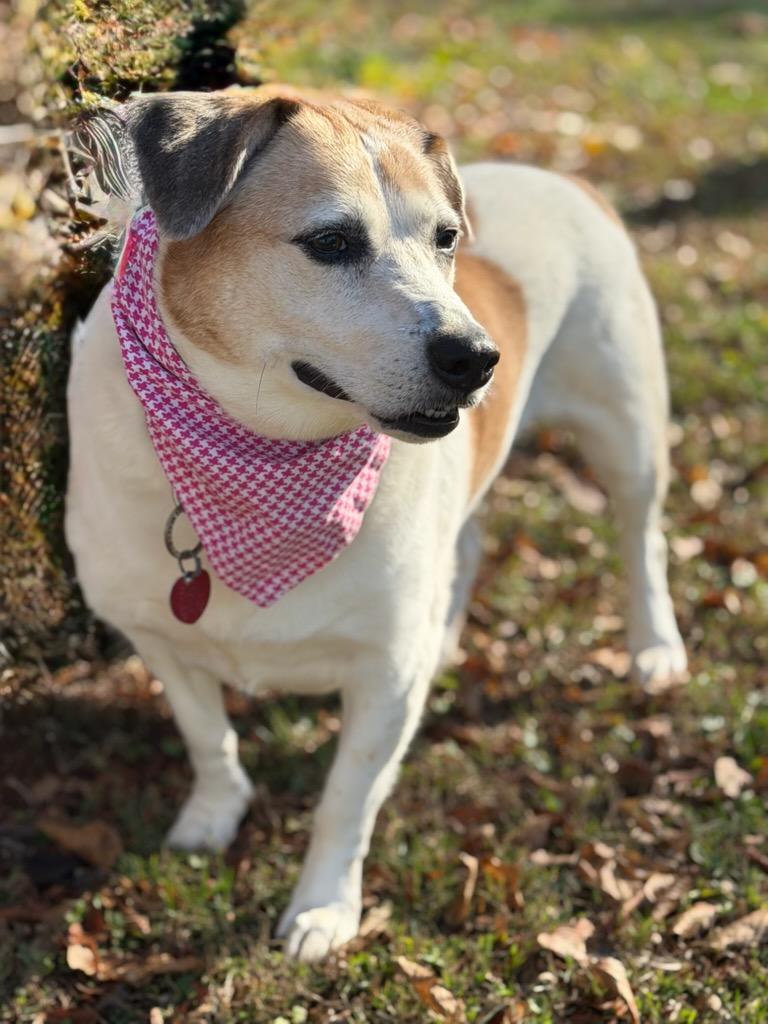 Sugar, a Adoptable mixed breed in Maryville, TN image 2/6
