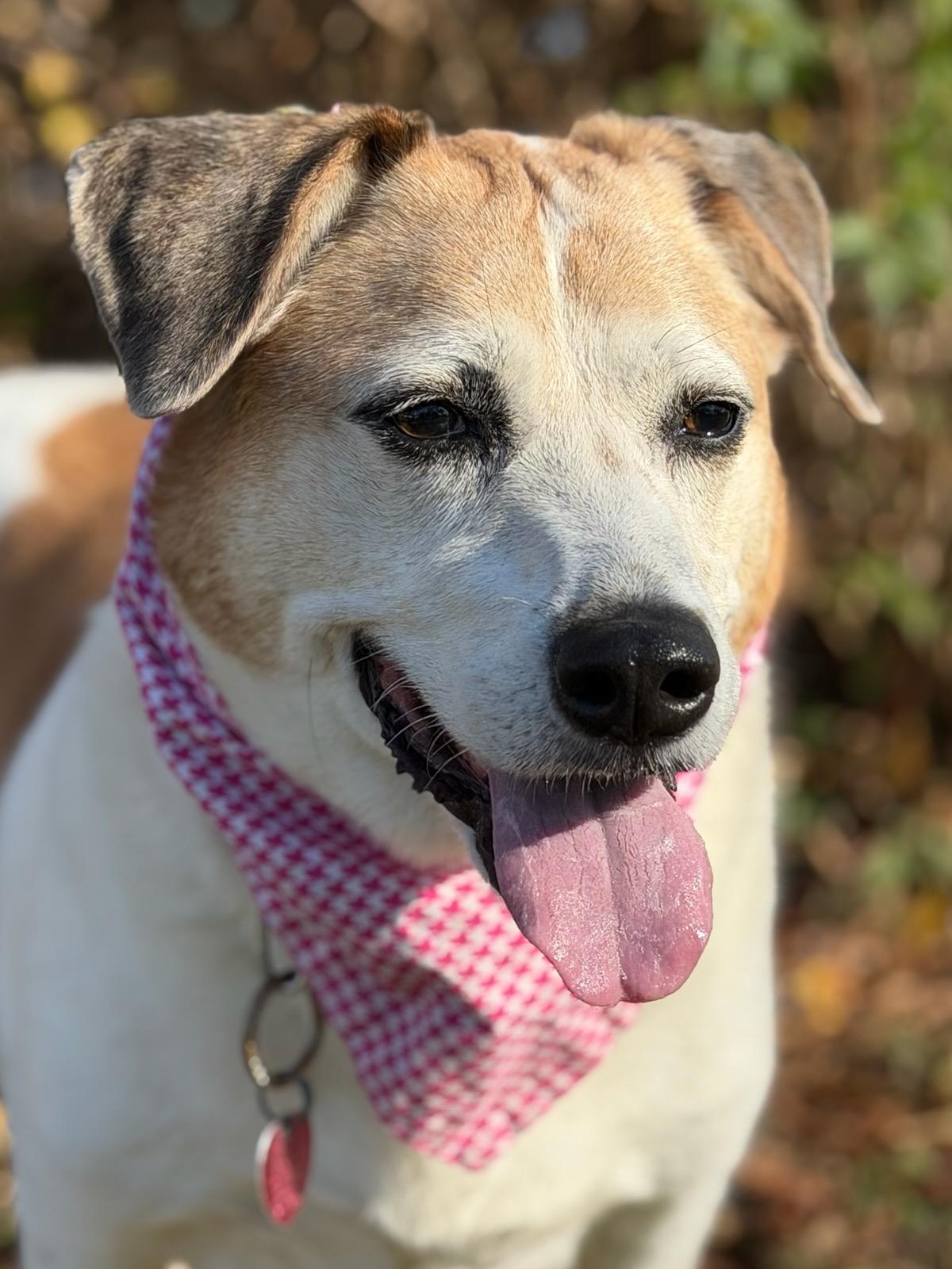 Sugar, a Adoptable mixed breed in Maryville, TN image 6/6