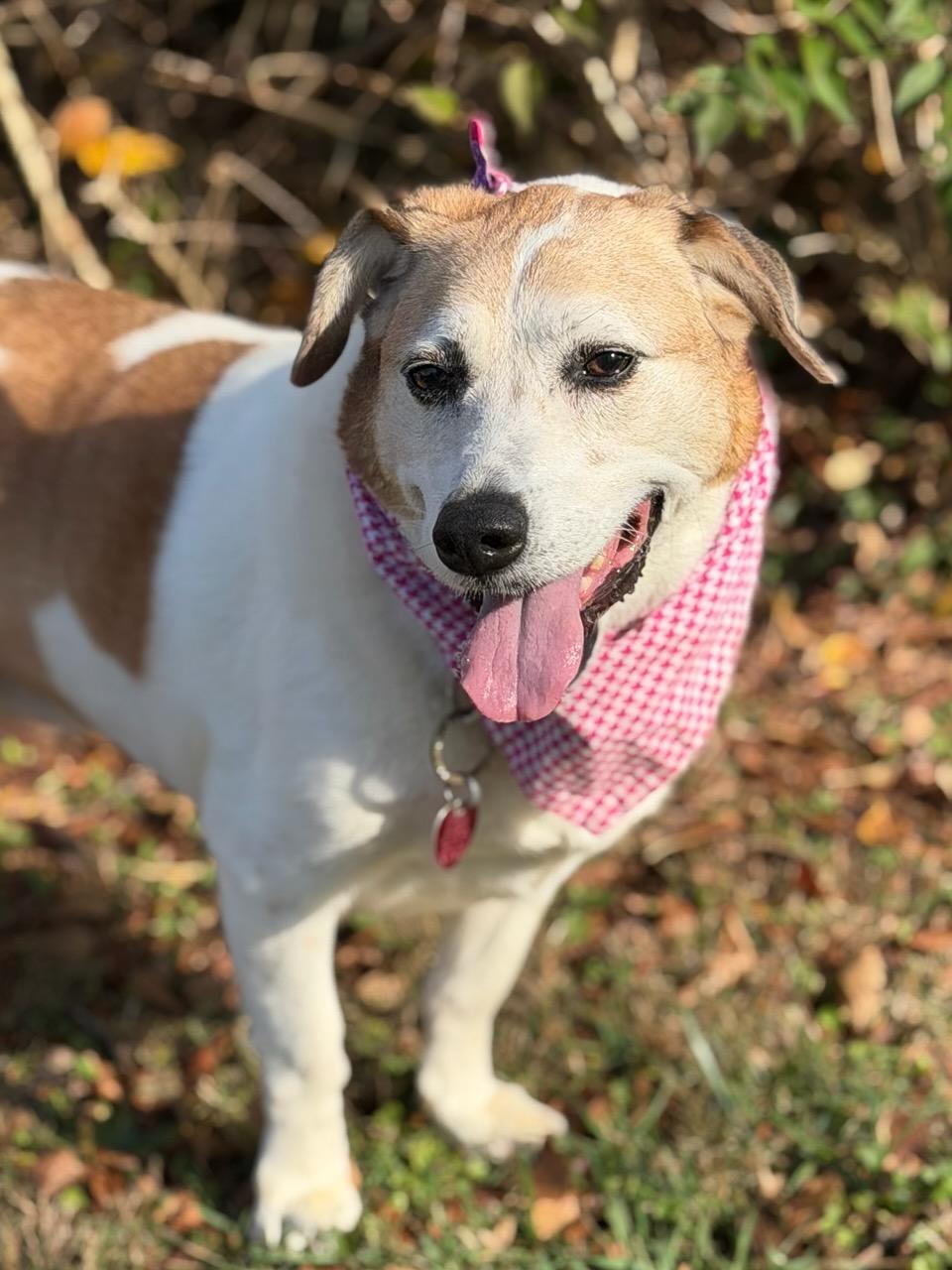 Sugar, a Adoptable mixed breed in Maryville, TN image 1/6