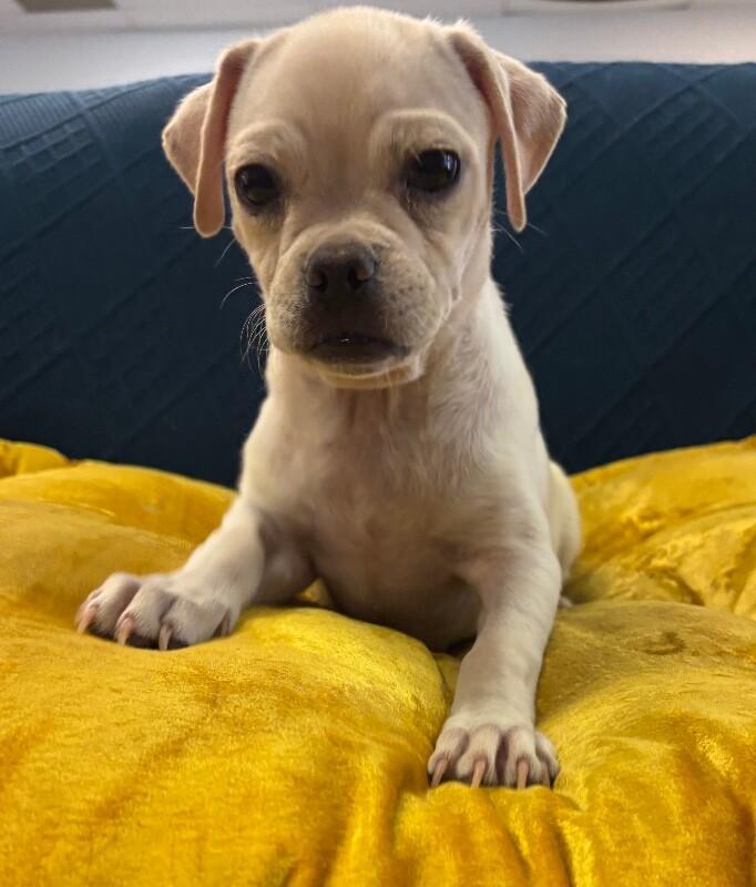 Enlarge Juggle the Puggle, a Adoptable Mixed Breed in Van Nuys, CA image 1/5